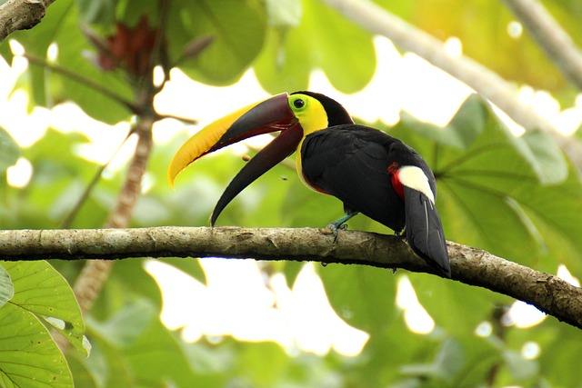 Costa Rica 2 - Thumb
